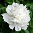 5 Pcs 'Jinbianbai' White Golden Peony Seeds 5 Pcs 'Jinbianbai' White Golden Peony Seeds
