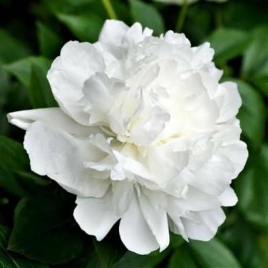5 Pcs 'Jinbianbai' White Golden Peony Seeds