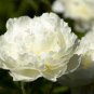 5 Pcs 'Jinbianbai' White Golden Peony Seeds