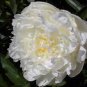 5 Pcs 'Jinbianbai' White Golden Peony Seeds