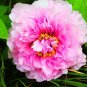5 Pcs 'Zicaihua' Purple Peony Seeds