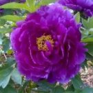 5 Pcs 'Zixiaxianzi' Purple Peony Seeds
