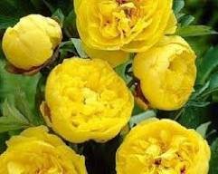 5 Pcs 'Huangfeijui' Yellowish Orange Peony Seeds