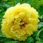5 Pcs 'Huangfeijui' Yellowish Orange Peony Seeds