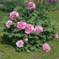 5 Pcs 'Meilitianshi' Rose Pink Peony Seeds