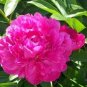 5 Pcs 'Meilitianshi' Rose Pink Peony Seeds