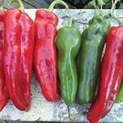 100 Pcs Giant Pepper Hybrid 'OX Horn' Vegetable Seeds 100 Pcs Giant Pepper Hybrid 'OX Horn' Vegetable Seeds