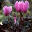 5 Pcs 'Xianv' Pink Cyclamen Seeds