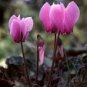 5 Pcs 'Xianv' Pink Cyclamen Seeds