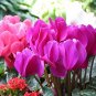 5 Pcs 'Xianv' Pink Cyclamen Seeds