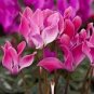 5 Pcs 'Xianv' Pink Cyclamen Seeds