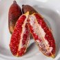 10 Pcs Imported Rose Red Finger Lime Pomegrante Plant seeds