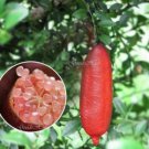 10 Pcs Imported Orange Finger Lime Pomegrante Plant 10 Pcs Imported Orange Finger Lime Pomegrante Plant