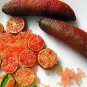10 Pcs Imported Orange Finger Lime Pomegrante Plant