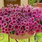 200 Pcs 'Sunrise Pink Vein' Petunia Bonsai Seeds