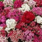 100 Pcs Sweet William Mixed Dianthus Barbatus Seeds