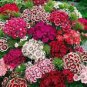 100 Pcs Sweet William Mixed Dianthus Barbatus Seeds