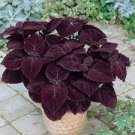 50 Pcs Coleus Giant Exhibition Palisandra Seeds