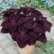 50 Pcs Coleus Giant Exhibition Palisandra Seeds