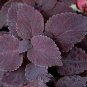 50 Pcs Coleus Giant Exhibition Palisandra Seeds