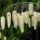 50 Pcs Briza Minor Ornamental Little Quakinggrass Seeds
