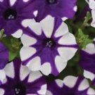 200 Pcs Blue Star White Stripe Express Petunia Seeds 200 Pcs Blue Star White Stripe Express Petunia Seeds