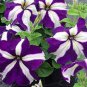 200 Pcs Blue Star White Stripe Express Petunia Seeds