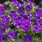 200 Pcs Petunia Blue Sky Petunia Seeds