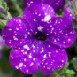 200 Pcs Petunia Blue Sky Petunia Seeds