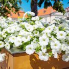 200 Pcs White Purple Petunia Seeds 200 Pcs White Purple Petunia Seeds