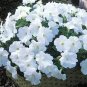 200 Pcs White Purple Petunia Seeds