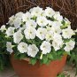 200 Pcs White Purple Petunia Seeds