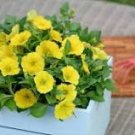 200 Pcs Yellow Orange Star Petunia Seeds 200 Pcs Yellow Orange Star Petunia Seeds