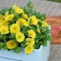 200 Pcs Yellow Orange Star Petunia Seeds
