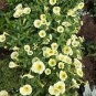 200 Pcs Yellow Orange Star Petunia Seeds
