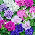200 Pcs 'Xin Hun' Colorful Petunia Seeds 200 Pcs 'Xin Hun' Colorful Petunia Seeds