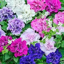 200 Pcs 'Xin Hun' Colorful Petunia Seeds