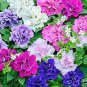200 Pcs 'Xin Hun' Colorful Petunia Seeds