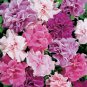 200 Pcs 'Xin Hun' Colorful Petunia Seeds