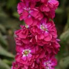 50 Pcs Matthiola Incana Mixed Hoary Stock Seeds 50 Pcs Matthiola Incana Mixed Hoary Stock Seeds