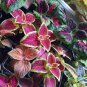 100 Pcs Rainbow Mixed Coleus perennial herbal garden ornamental flowers