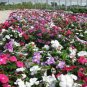20 Pcs Vinca Rosea Periwinkle Little Linda Mixed Seeds
