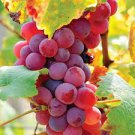 30 Pcs 'Little Bee' Sweet Pink Grape Seeds