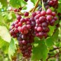 30 Pcs 'Little Bee' Sweet Pink Grape Seeds