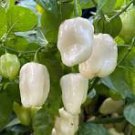 20 Pcs White Habanero Pepper