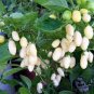 20 Pcs White Habanero Pepper