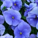 30 Pcs Viola Cornuta Blue Pansy Seeds 30 Pcs Viola Cornuta Blue Pansy Seeds