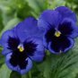 30 Pcs Viola Cornuta Blue Pansy Seeds