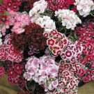 200 Pcs Mixed 9 Types of Dianthus Seeds