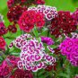 200 Pcs Mixed 9 Types of Dianthus Seeds